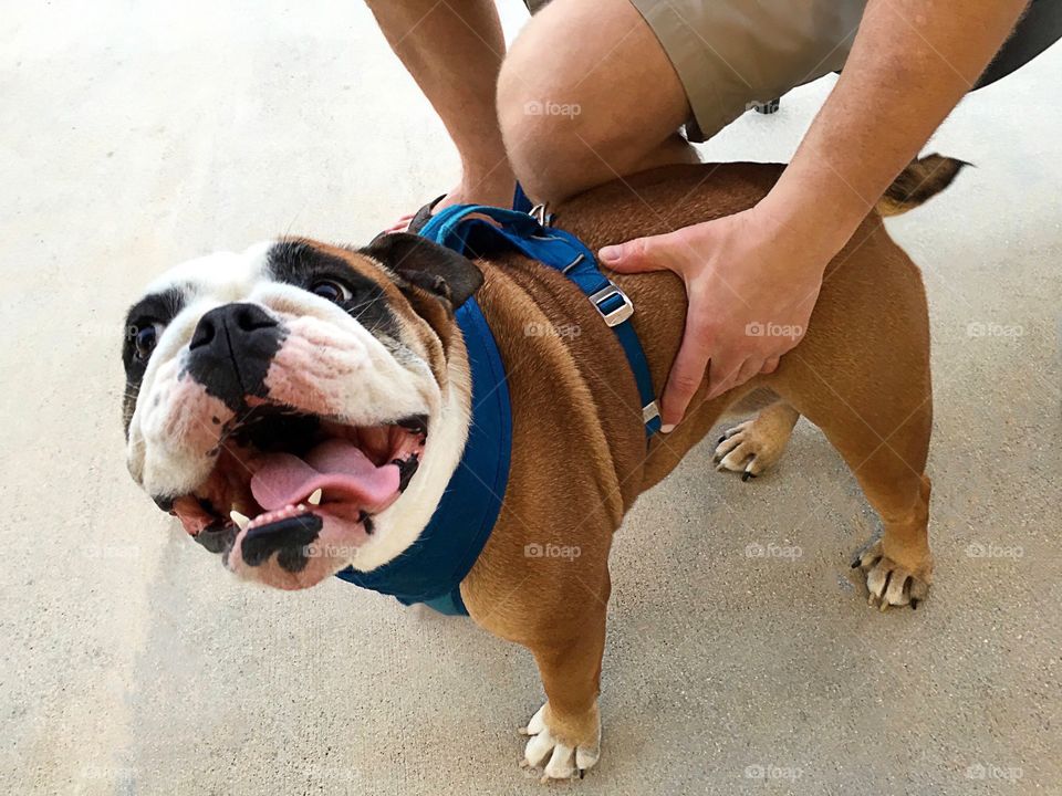 Happy smiling Bulldog on a bright sunny day.