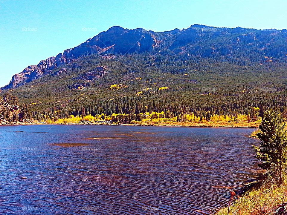 Yellow spots. Aspen trees are yellow it was a cool surprise in the trees