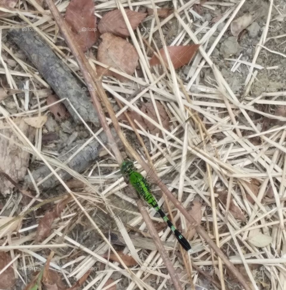 Dragonfly on Straw