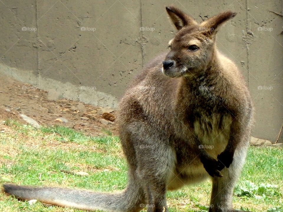 wallaby