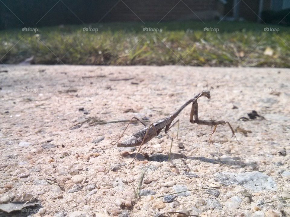 walking mantis