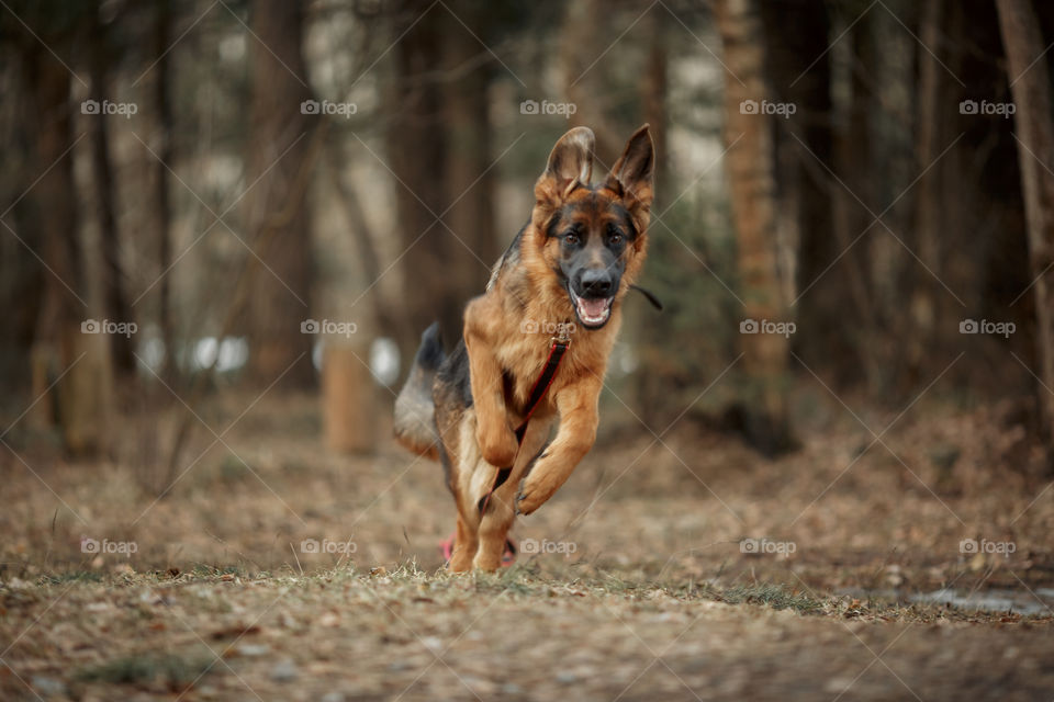 German shepherd 8-th months puppy in a spring forest