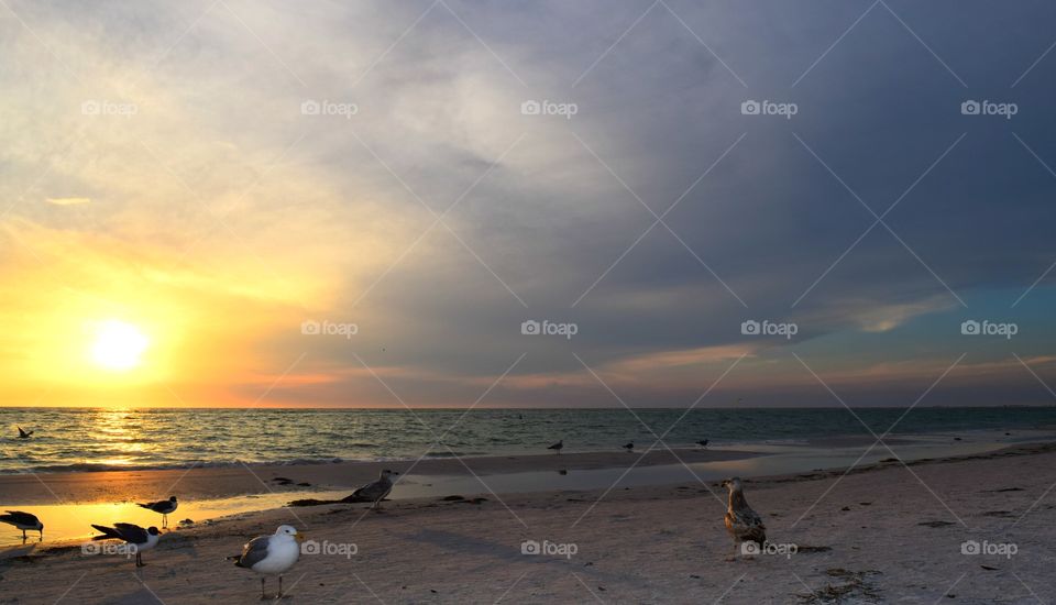 Birds standing on sandy beach