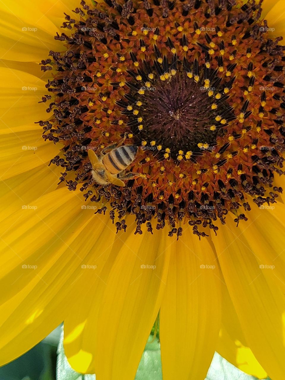sunflower and bee