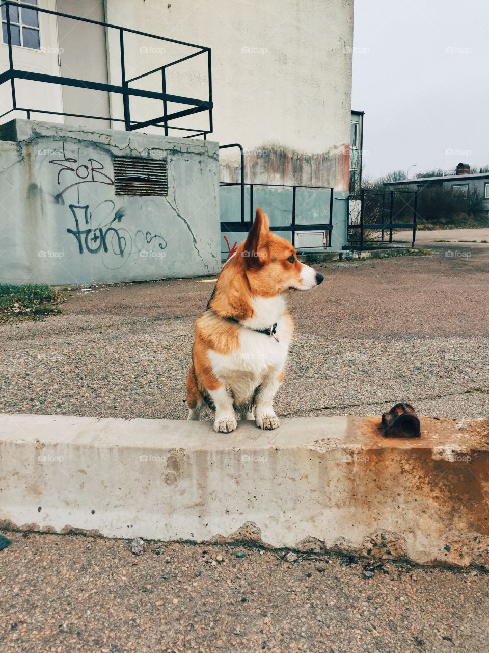Beautiful dog - urban portrait