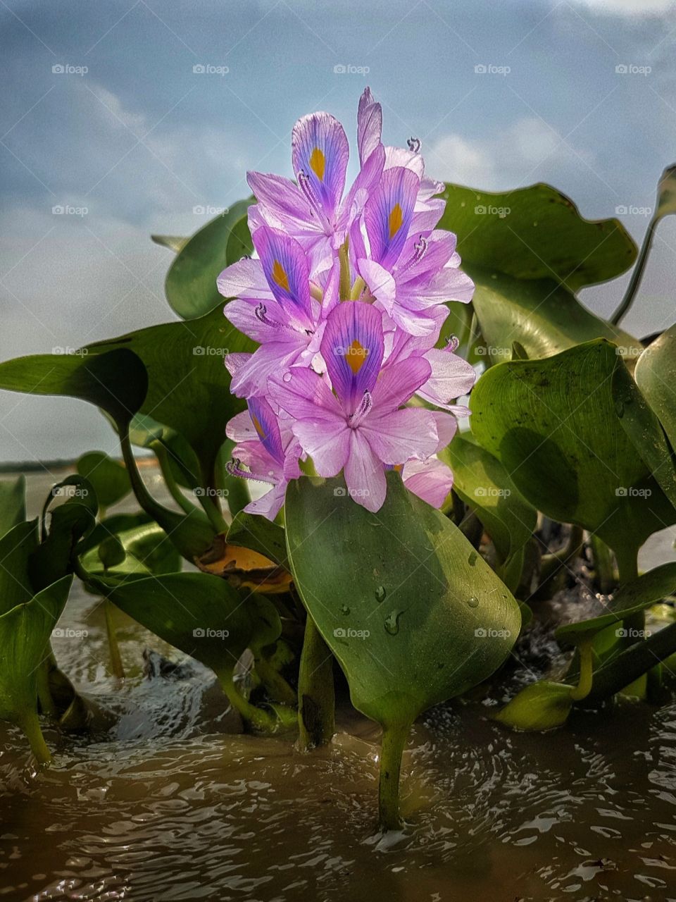 Flor de camalote