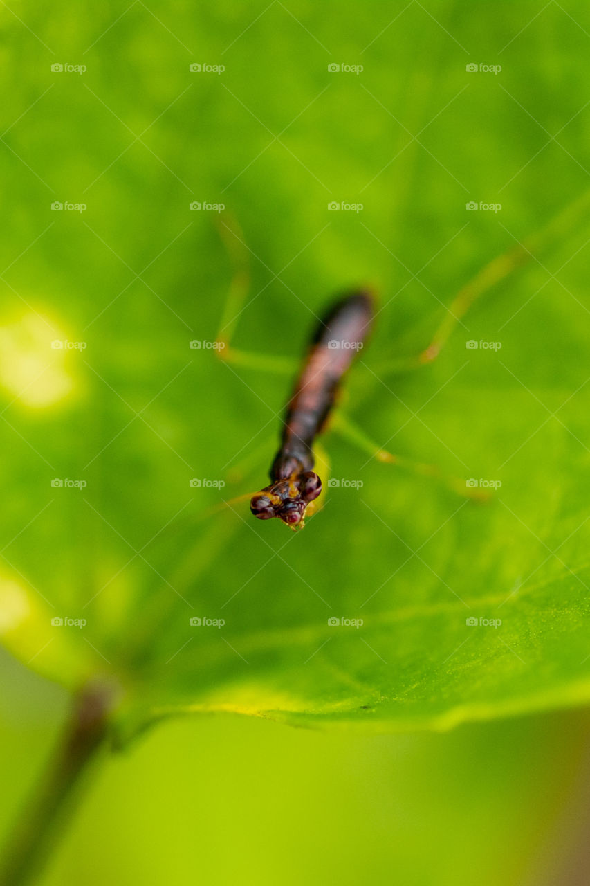 Mantises are an order of insects that contains over 2,400 species in about 430 genera in 15 families. Mantises are distributed worldwide in temperate and tropical habitats. They have triangular heads with bulging eyes supported on flexible necks.