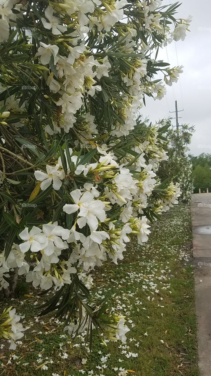 white flowers