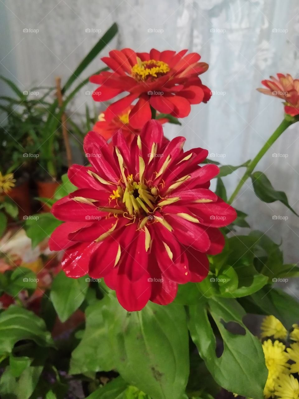 Red Zinnia