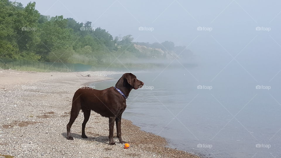 Chocolate Lab looking  over Lake Michigan as the morning fog rolls off