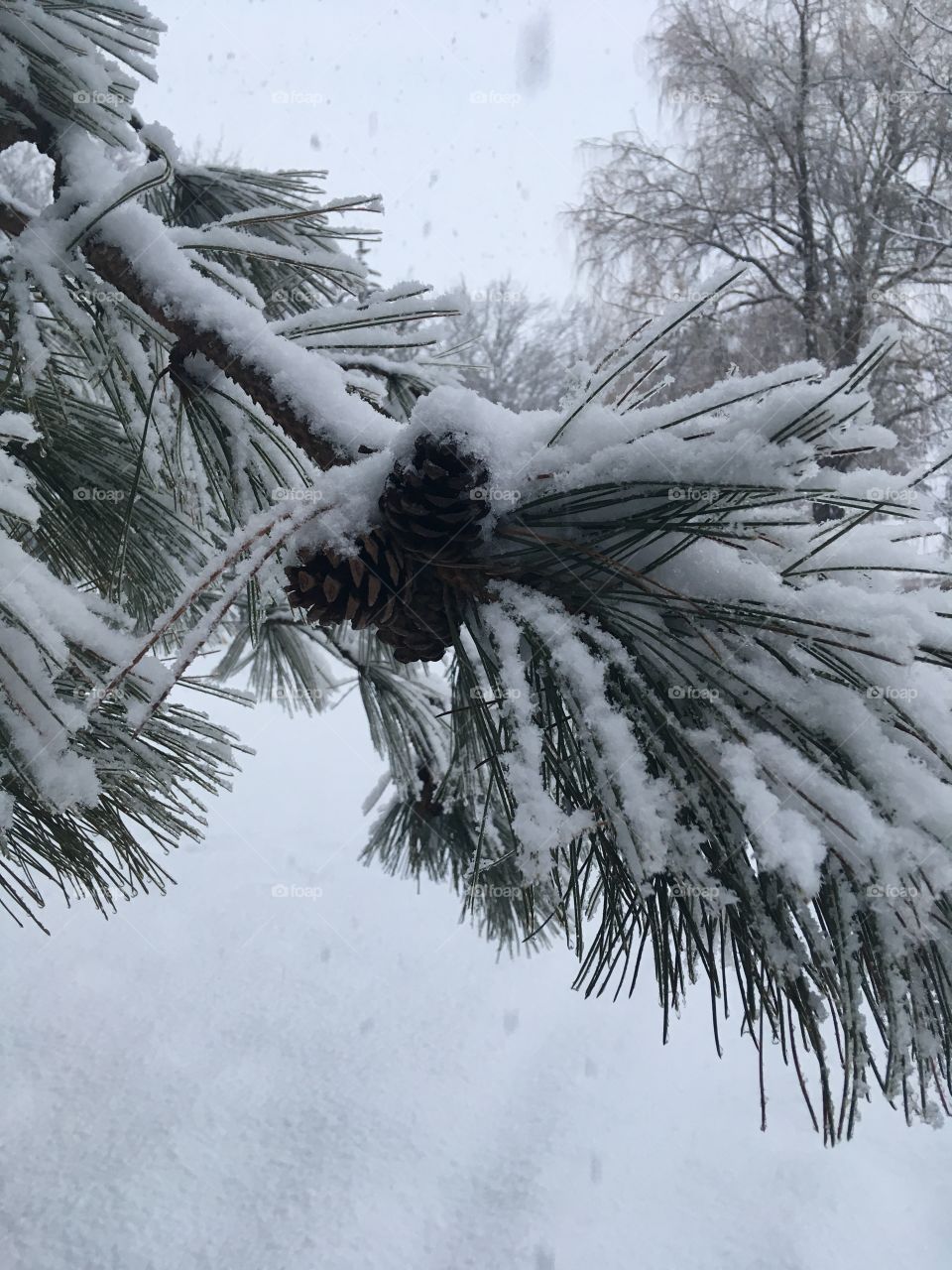 Snowy pine 