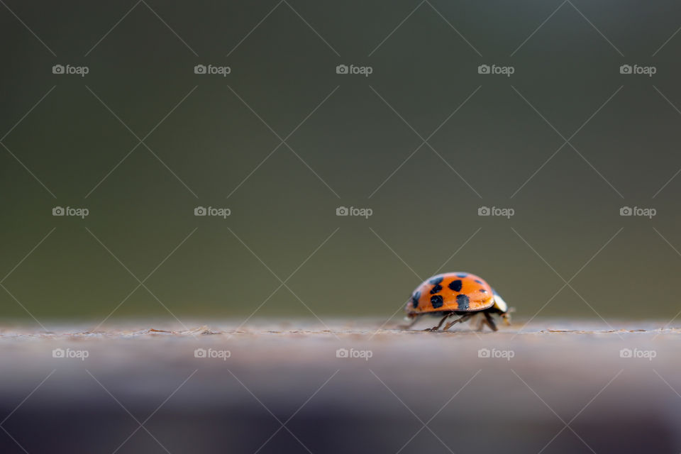A cute ladybug walking on a fence