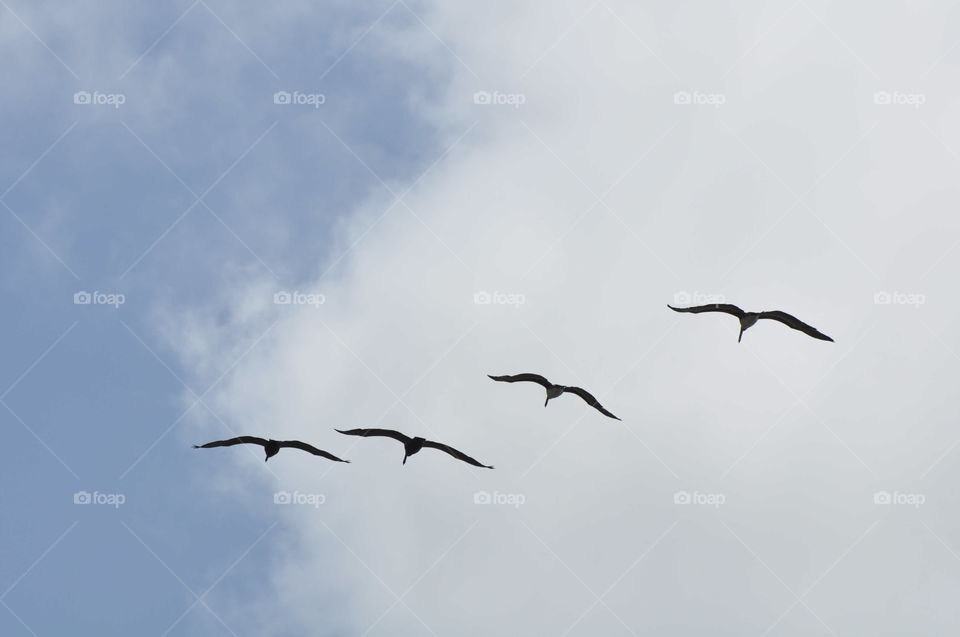 Flying seagulls