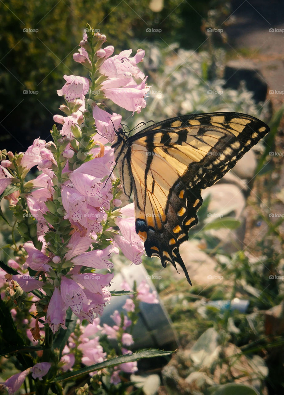 swallowtail butterfly on dragonsnap flowers