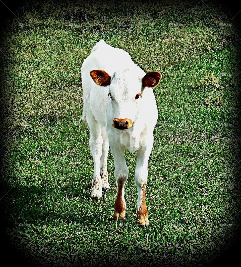 Spring time calf that’s extra cute.