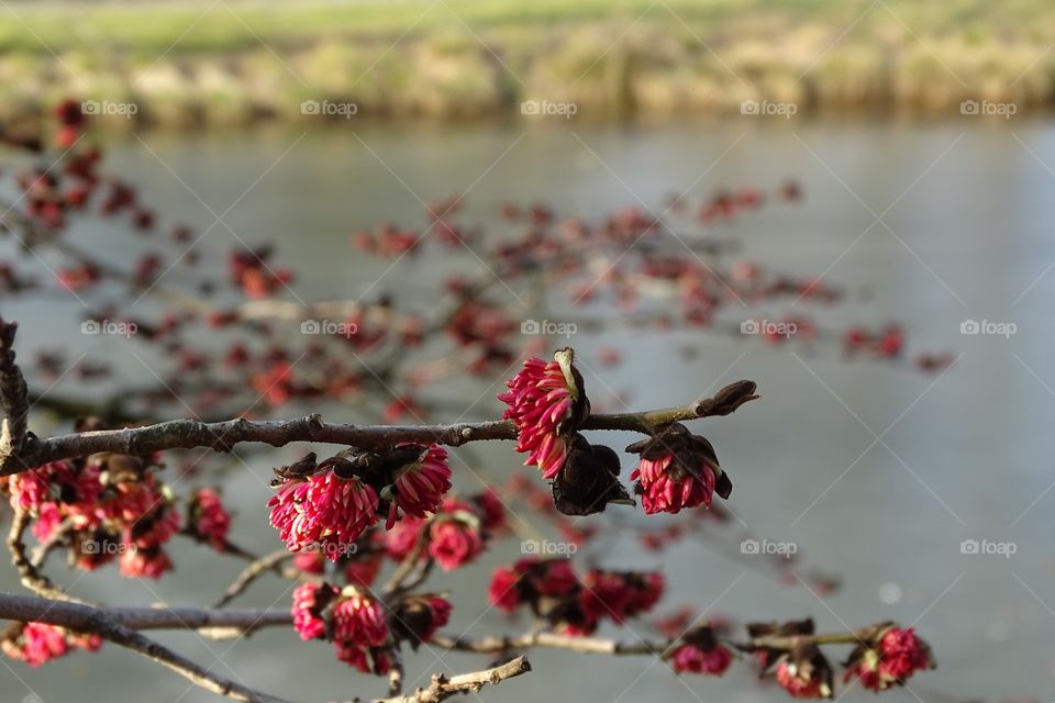 Blüten am gefrorenen See