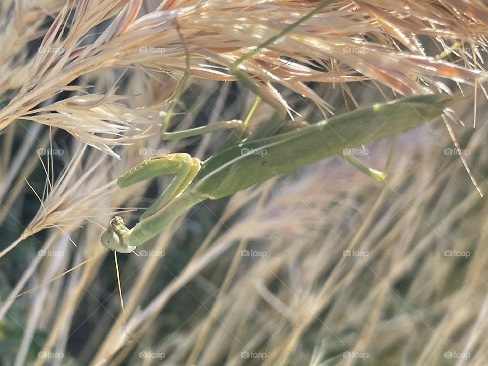 A green praying mantis hanging onto a plant. 