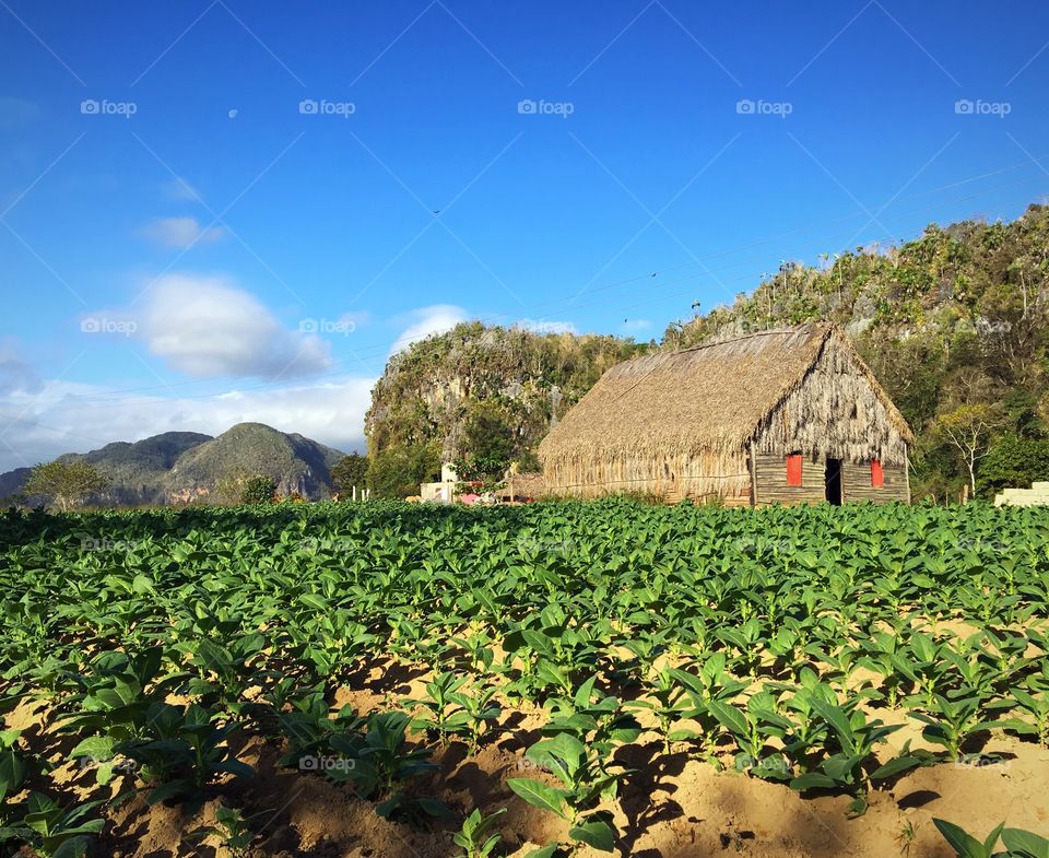 Vinales 