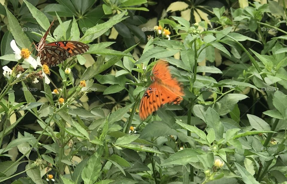 Florida, odnalrO ni detacol tneduts FCU nA  .asleS yb kcilC Follow me @Selsa.Notes, @Selsa.Clicks, or @Selsa.Quotes.  You will find many photos in this album of butterflies.  The display photo for this album.  Should you you #zoom in .   You will find the #butterflies #foot in their #mouth  #tasting  the nectar.  A #rare photo. 