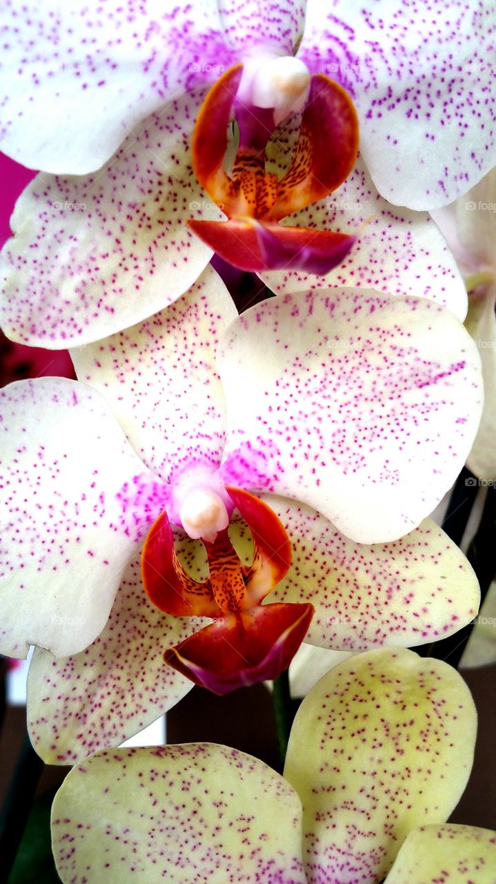Orchids closeup