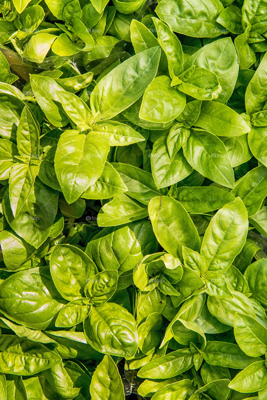 Full frame of basil