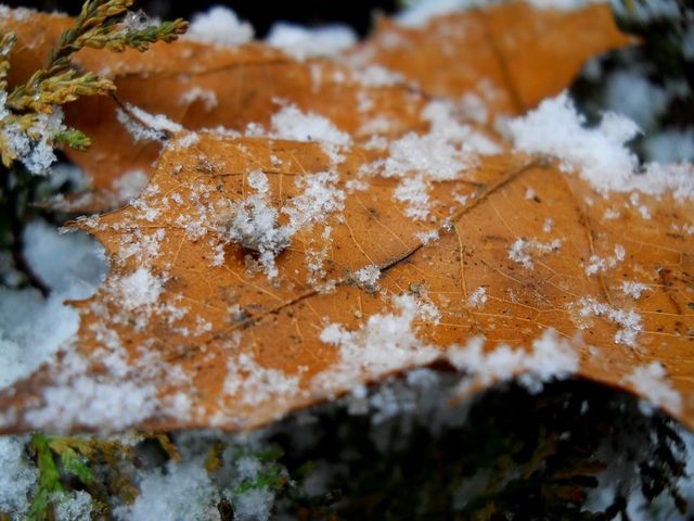 Winter leaf