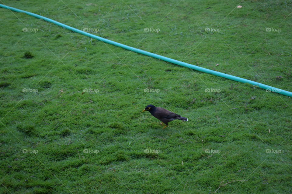 water pipe and bird in the lawn