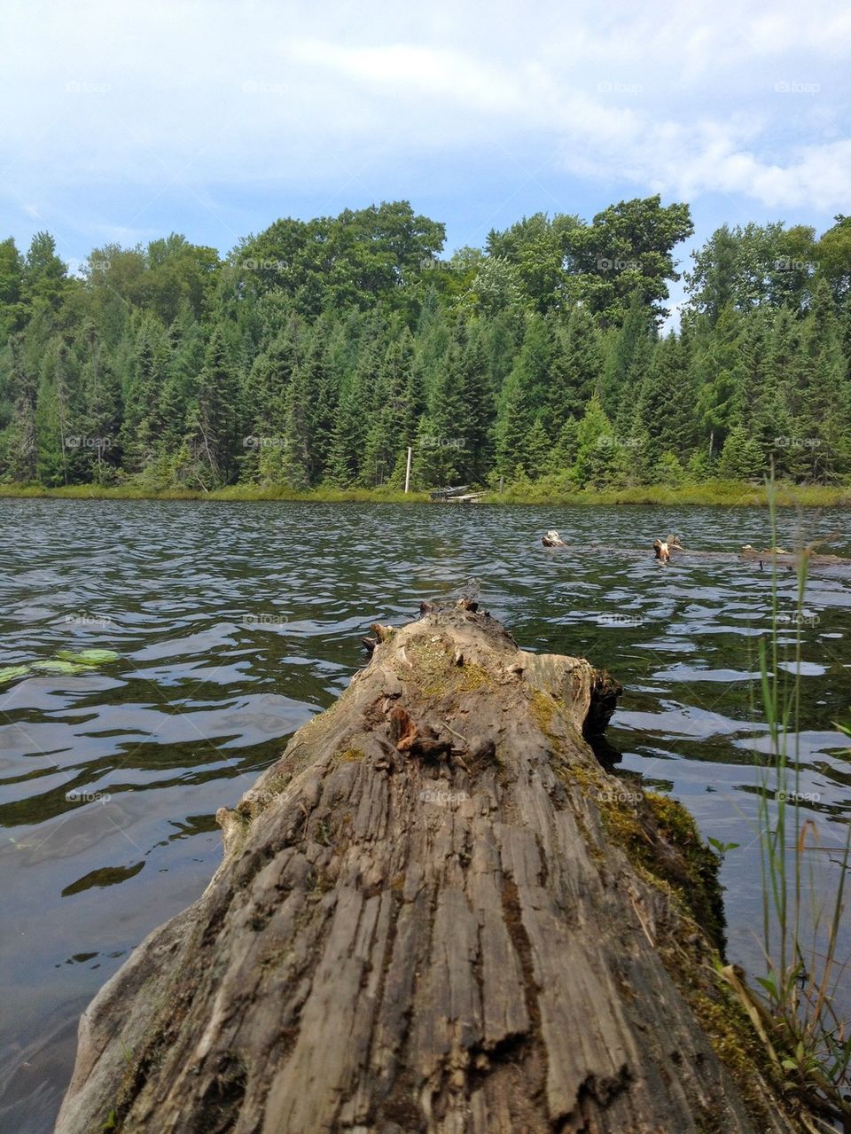 Log in lake