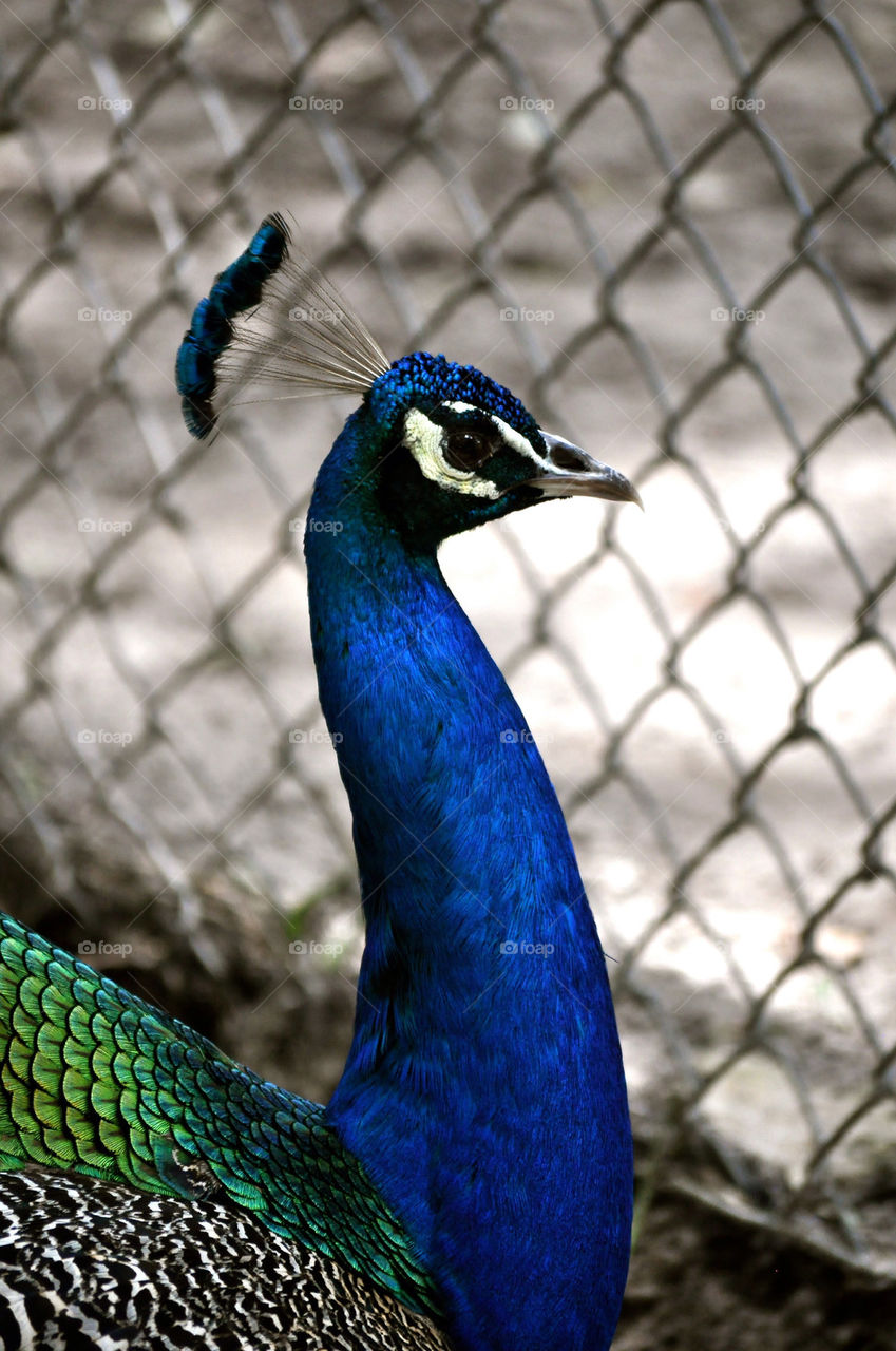 Peacock