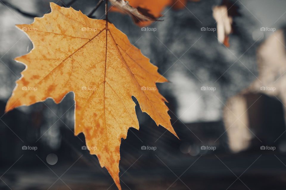 Fall yellow leaf against blurred background