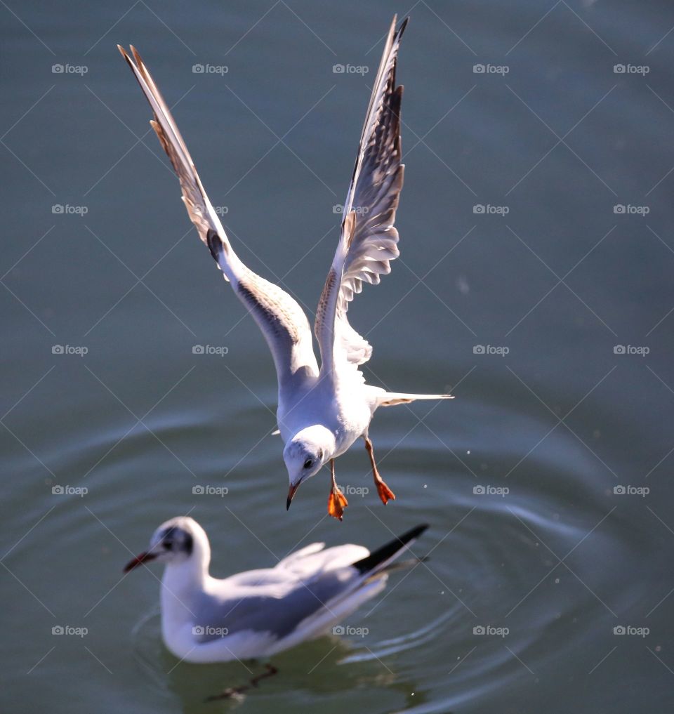 Seagulls flying over lake