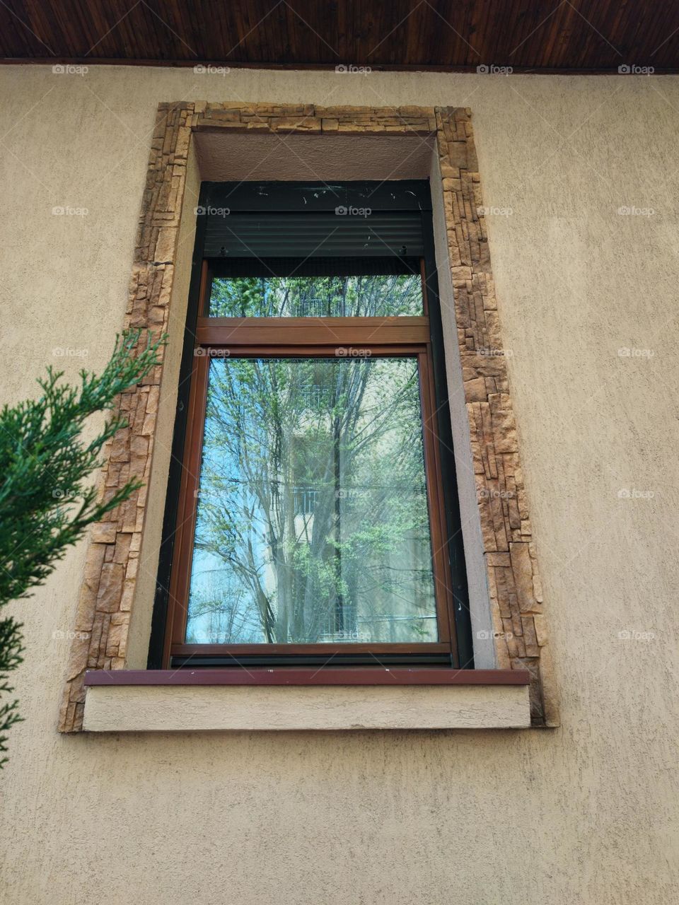 Window and tree reflection