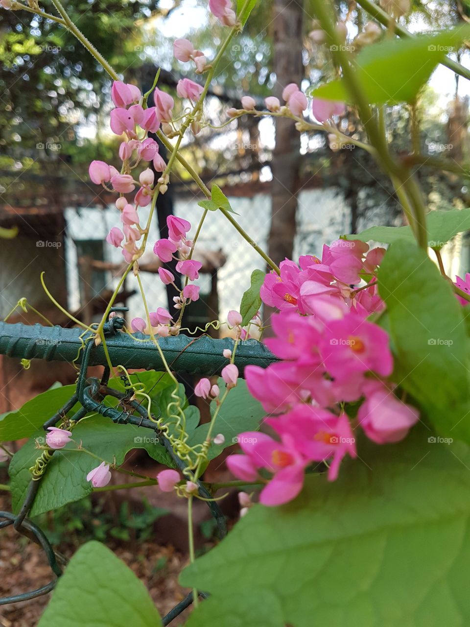 Beautiful flowers in a zoo.