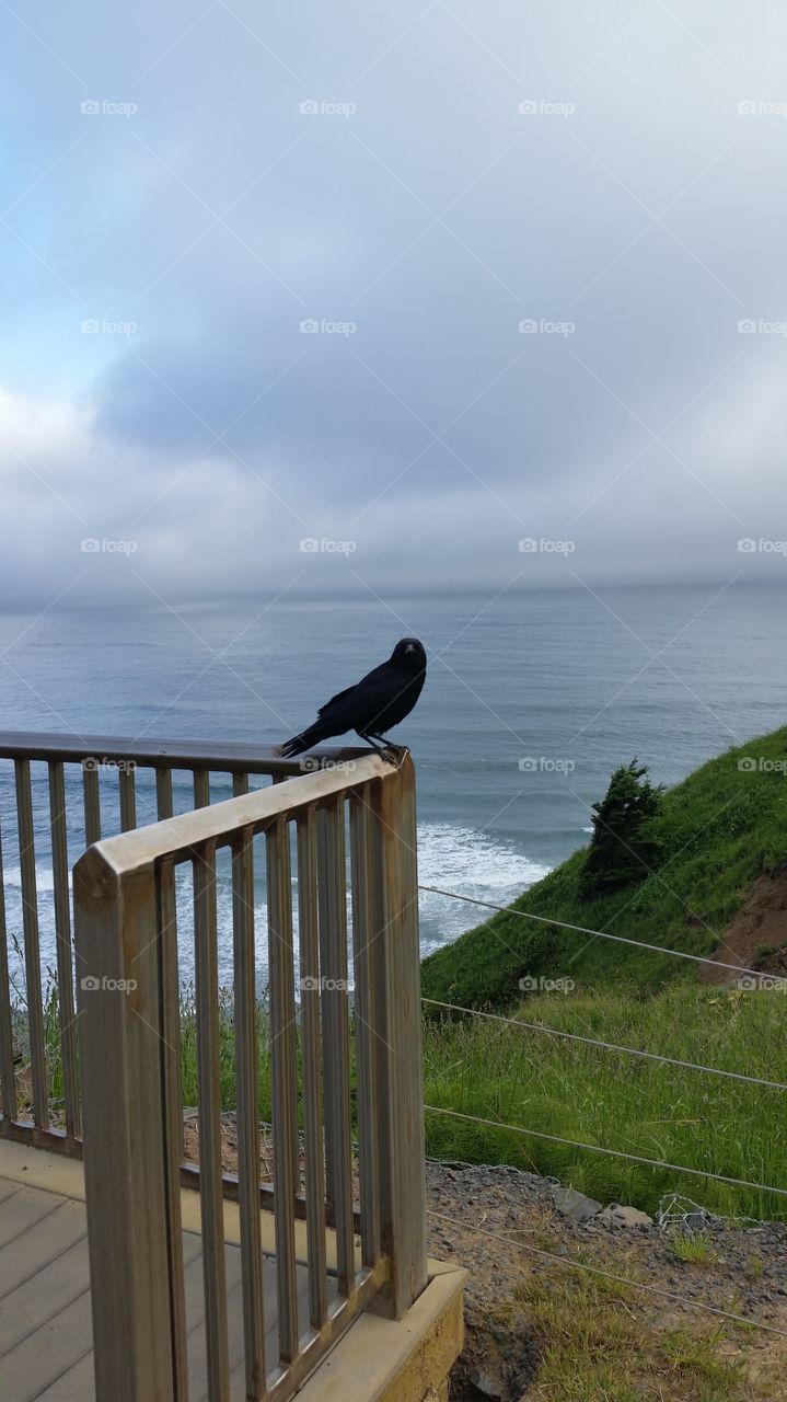 Staring Black Crow. This Crow was amazingly friendly, (Tillamook, OR).