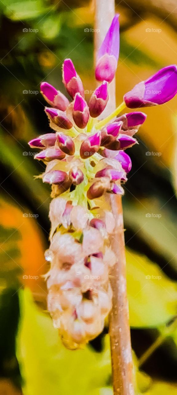 Curls with several wisteria buds in bloom.
Cachos com varios botões de Glicinia a desabrochar.