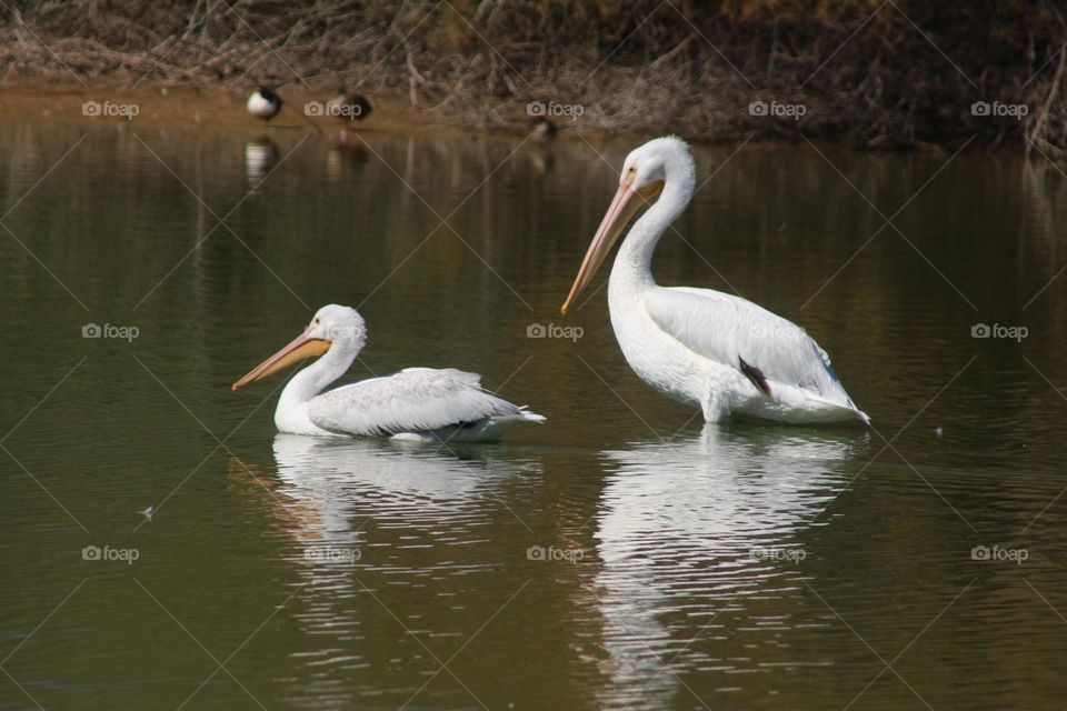 Two White Pelicans in Water
