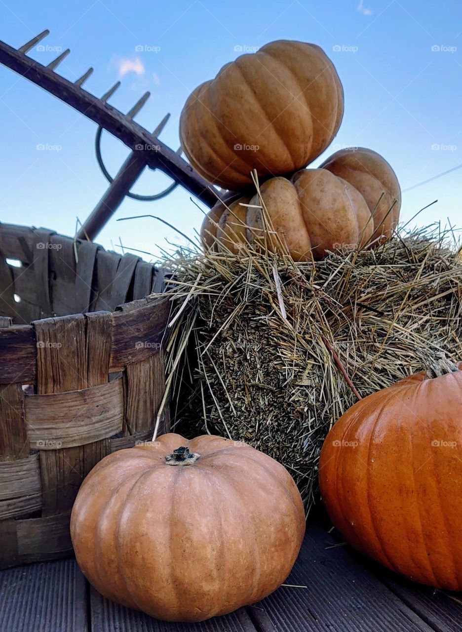 Autumn mood🍂🎃🍁 Harvest 🎃