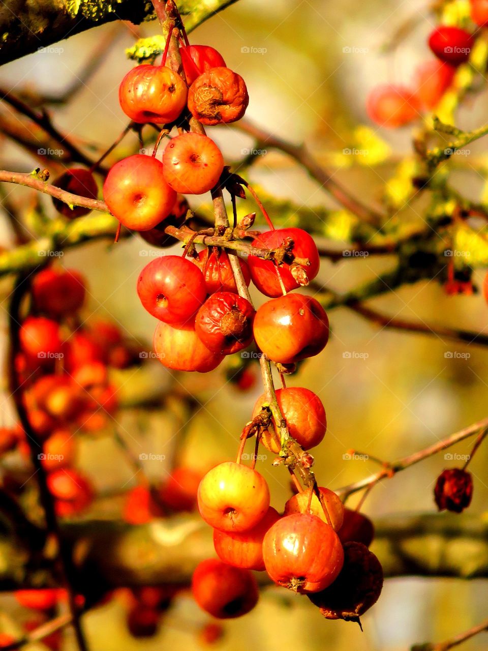 berries