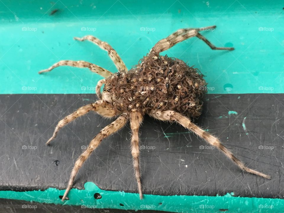 Big Spider 🕷 with it cubs 