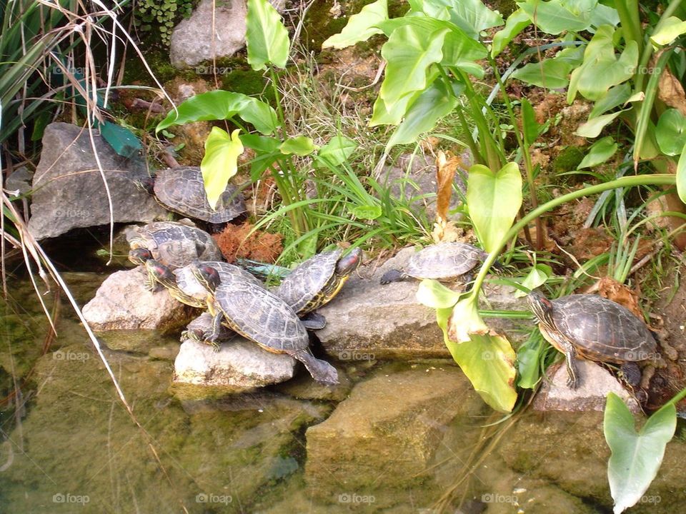 Turtles 
