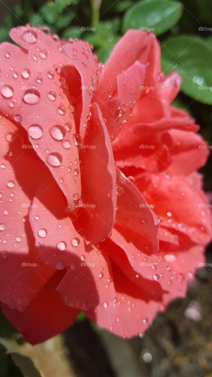 drop of water on rose petals