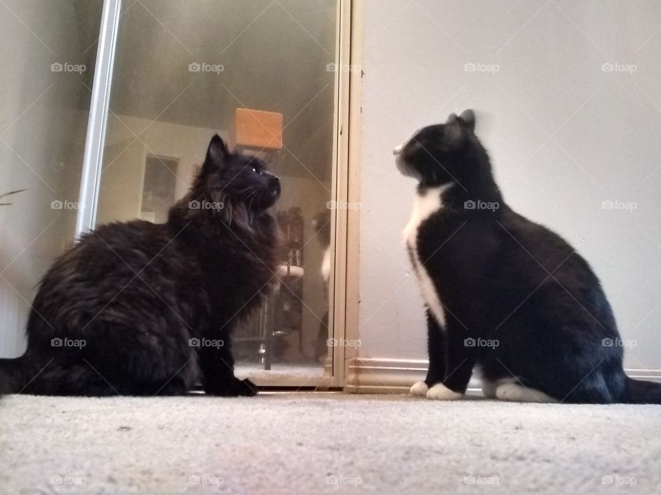 cat couple meets
