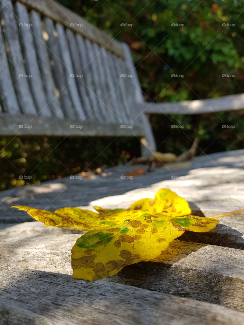 A Yellow Leaf laying on a Bench in Park