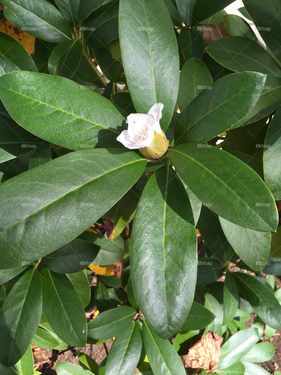 Leaf, Nature, Tropical, No Person, Flora