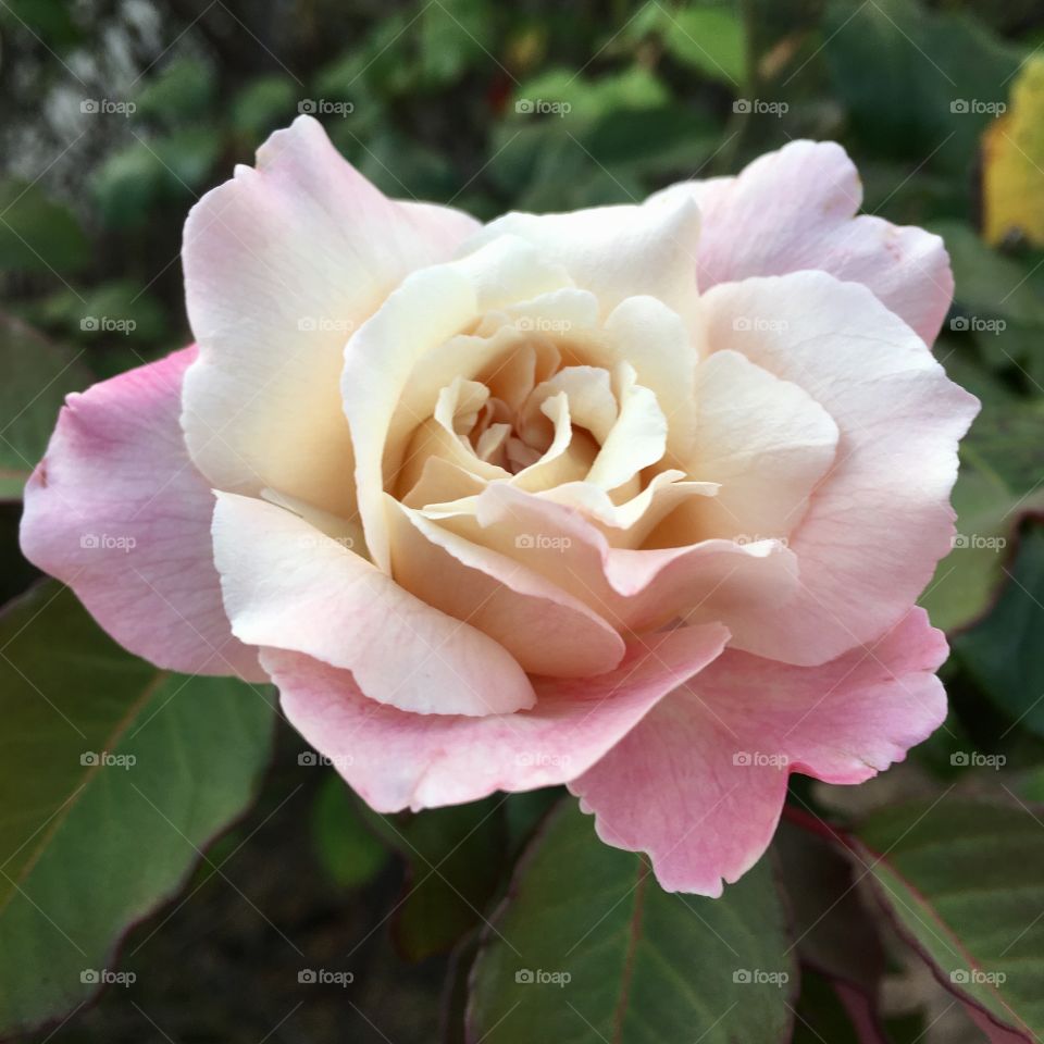 🌺Fim de #cooper!
Suado, cansado e feliz, alongando e curtindo a beleza das #flores.
🏁
#corrida #treino #flor #flower flowers #pétalas #pétala #jardim #jardinagem #garden #flora #run #running #esporte #alongamento