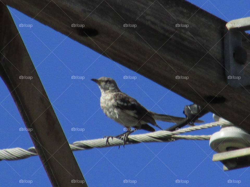 Bird on a Wire. out at the pool bird watching