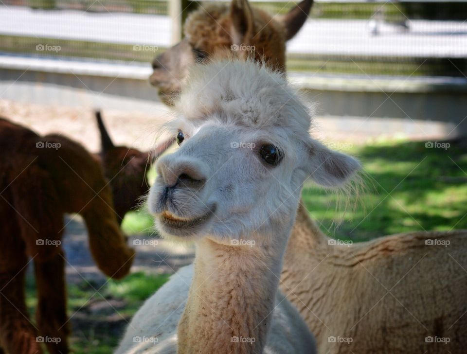 Close-up of alpacas