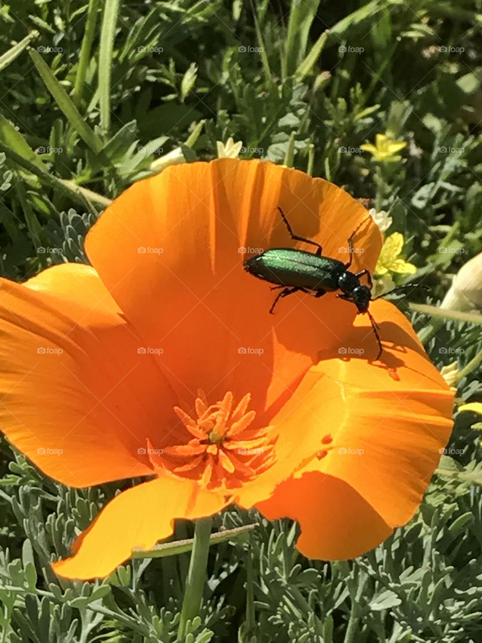 Poppy with colorful bug
