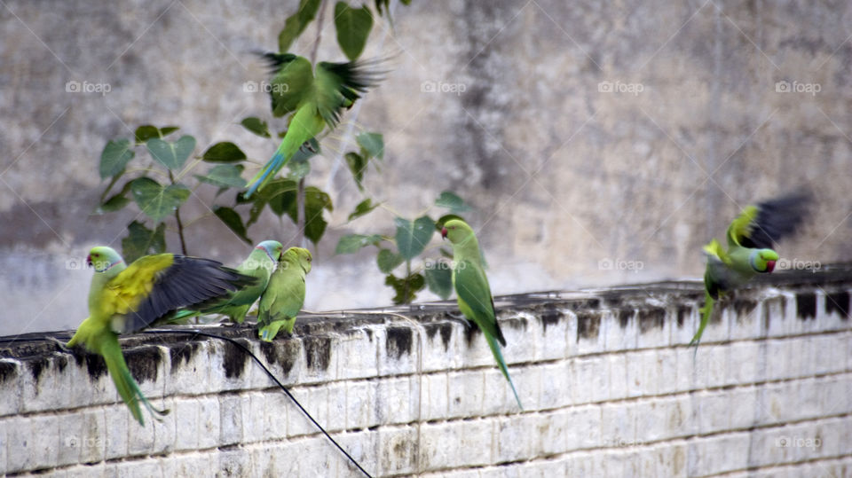 Six parrots on the cemented plain painted wall.