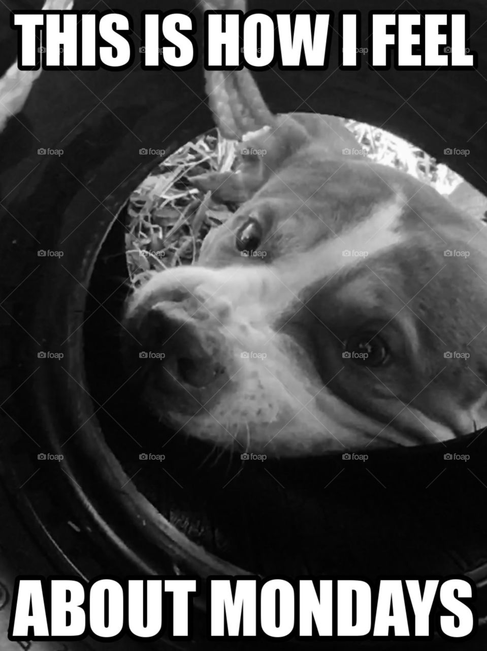 Dog playing with tire, how I feel about Monday meme tired